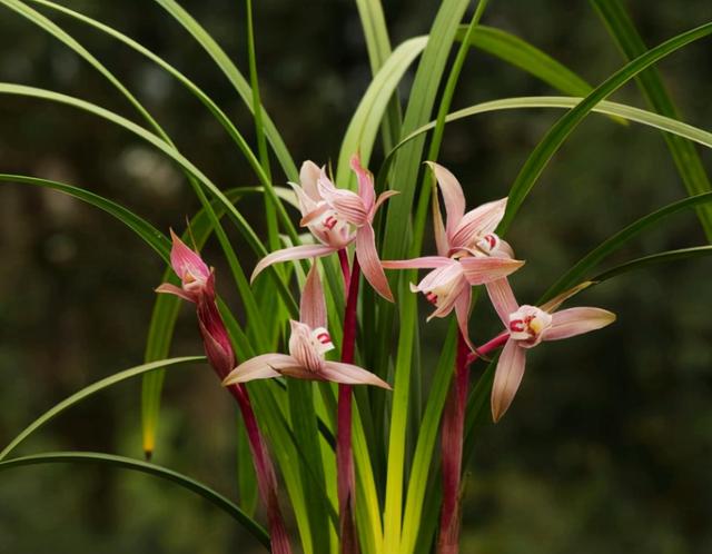 养兰花用土有什么讲究，种兰花用什么土最好（养兰花的土不是只能买“兰花土”）