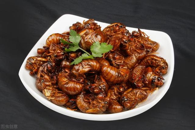 蝉怎么炒才好吃，蝉炒来吃有什么好处（不能错过的夏日应季美食——知了猴）