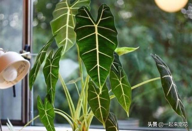 什么花没叶子，什么花没叶子?（10种不喜欢晒太阳的花）