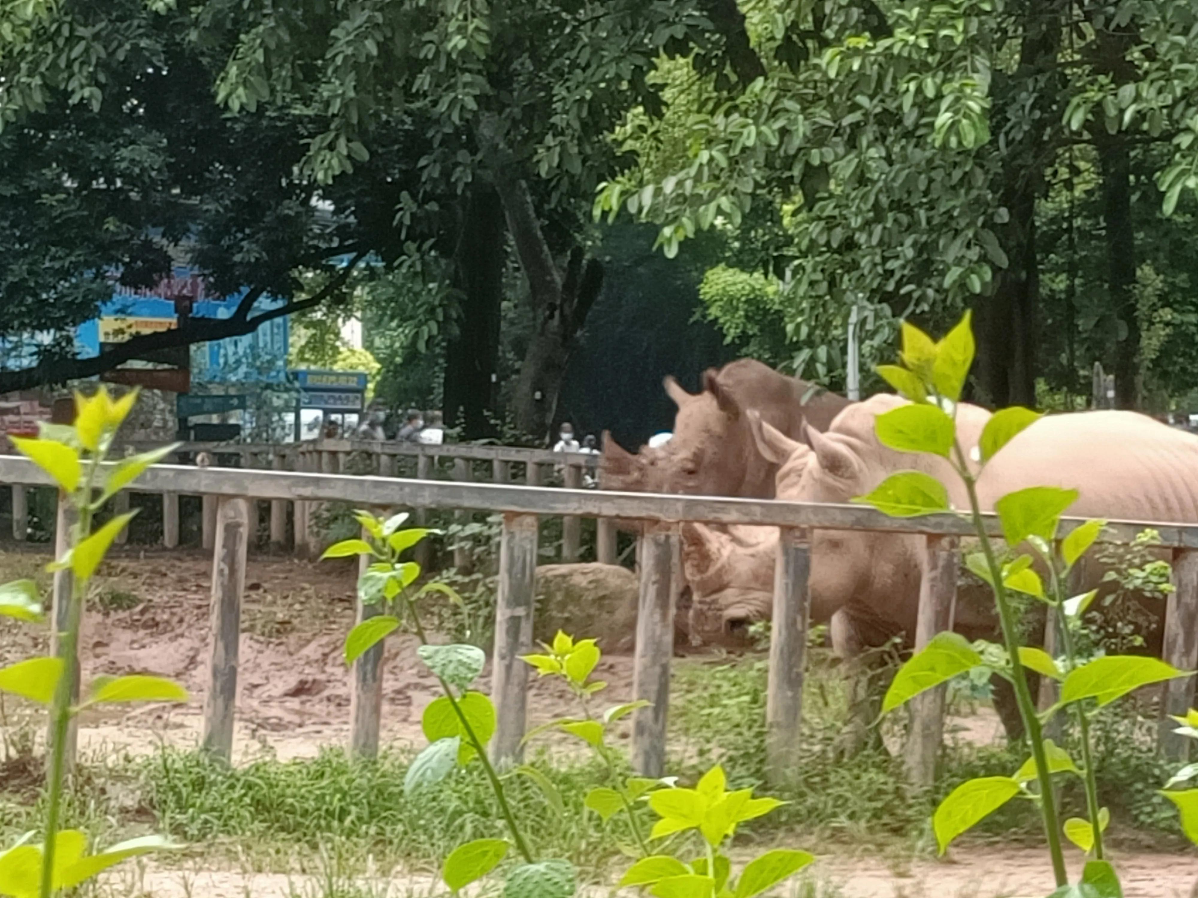 广州市动物园(广州宝墨园在哪里)