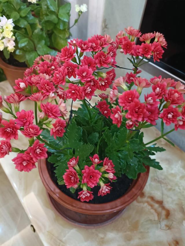 又高又深的花盆适合种什么花，高花盆适合种什么花（5种“贵气花”）