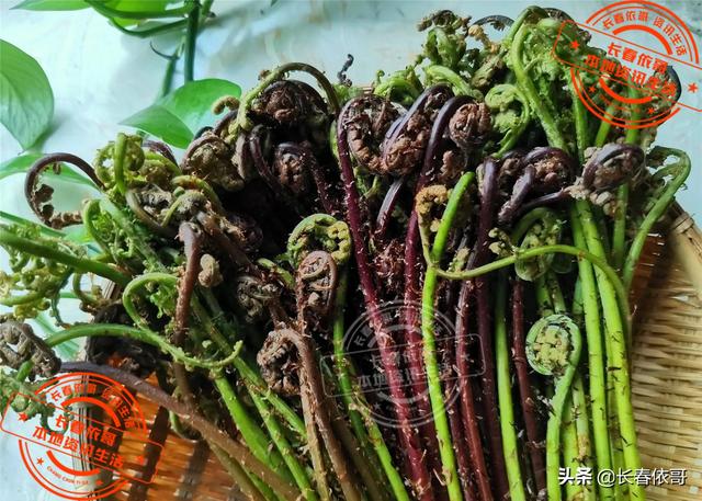 东北野生野菜有哪些，长白山中山野菜——猴子腿