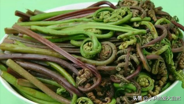 紫色菜杆是什么菜，紫色杆子的菜叫什么菜（猴腿儿菜都是紫色的吗）
