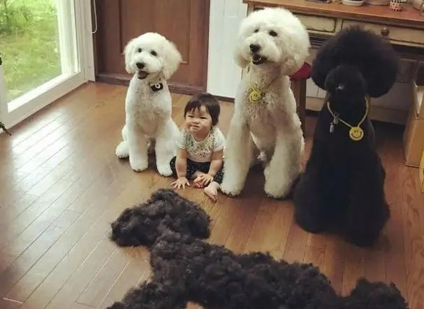 贵宾犬和泰迪的区别，贵宾狗狗图片（养狗火葬场：巨型贵宾犬）