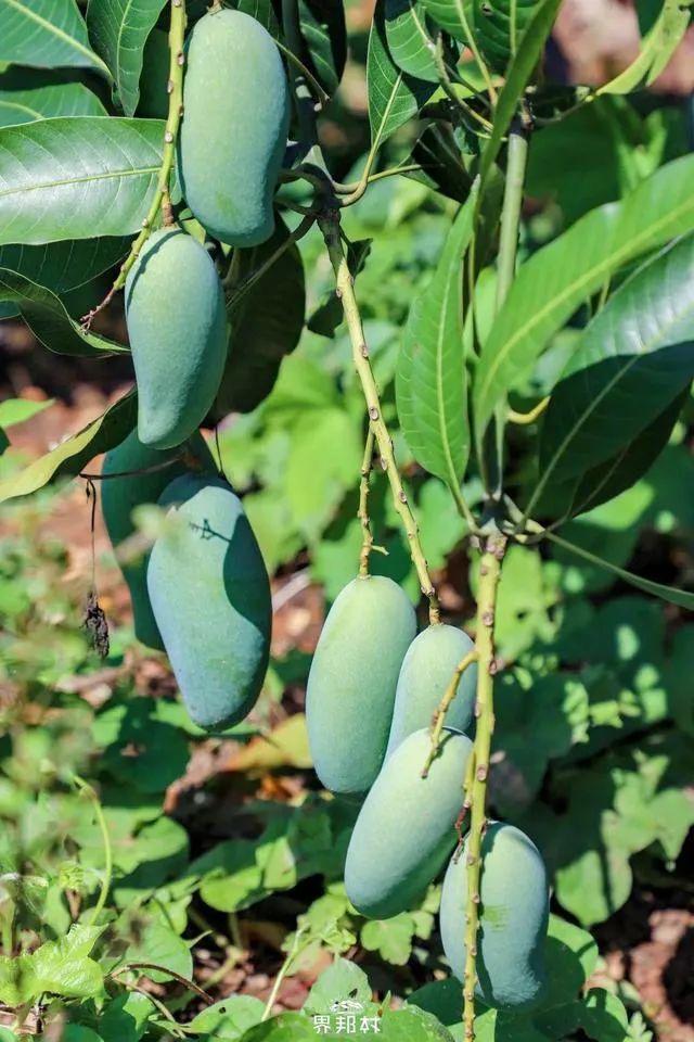 广西的特产水果有哪些，广西的特产有什么水果（满足水果控们的所有期望）