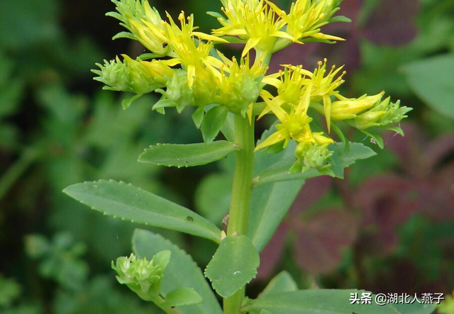 农村100种野菜图片，农村100种常见野菜（让你轻松认识各种野菜和吃法）