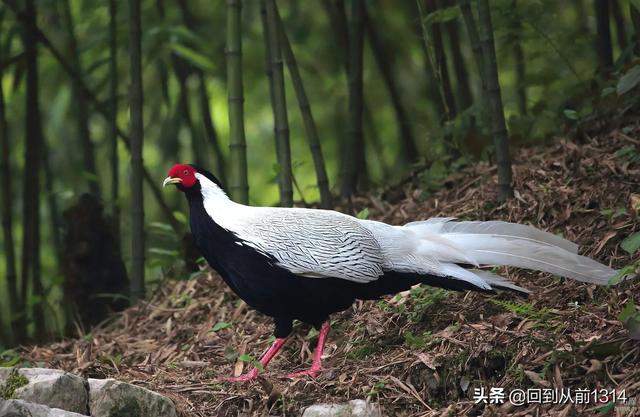白娴鸟（白娴鸟图片，白娴鸟怎样的养殖（白鹇鸟唯美图片）