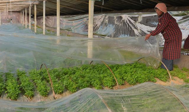 香椿子（香椿子图片，香椿子的功效与作用（其一可解决一些男女烦恼问题）