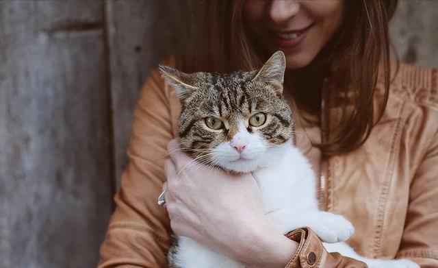 猫咪对主人有感情吗，猫咪对主人会有感情吗（猫咪会对主人产生强烈的“依恋关系”）