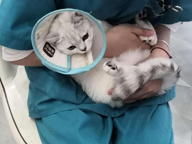 公猫不绝育的危害，公猫绝育的坏处（公猫“绝育”和“不绝育”的区别）