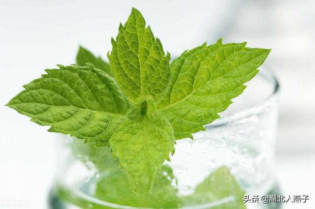 农村100种野菜图片，野菜的种类（常见的野菜图片与名字）