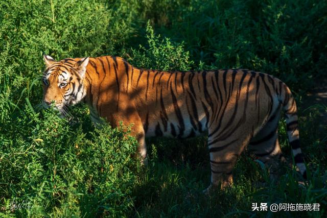 哈尔滨旅游攻略自由行攻略最新，哈尔滨一日游攻略