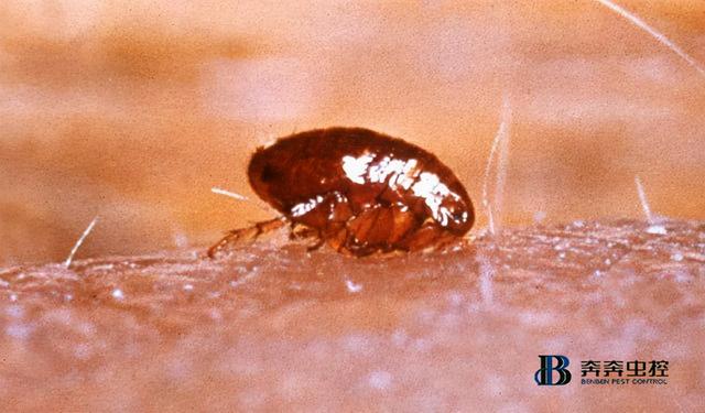 跳蚤怕什么?如何消灭跳蚤，跳蚤怎么彻底消灭（如何消灭跳蚤）