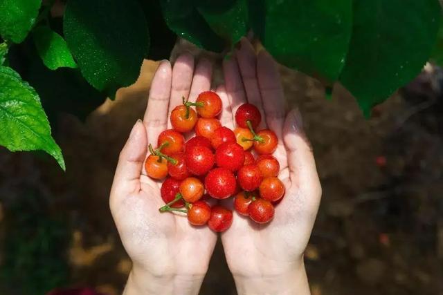 西安有哪些特色水果，陕西特色水果（水果在西安也有“盛唐气象”）