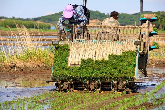 岗埠农场已建成高标准农田面积，建功新时代——“首农杯”喜迎党的二十大摄影大赛作品选登