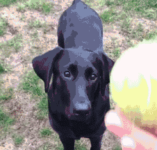 为什么狗养久了会邪门，狗养太久会做怪（揭秘：养“黑狗”真的很邪门吗）