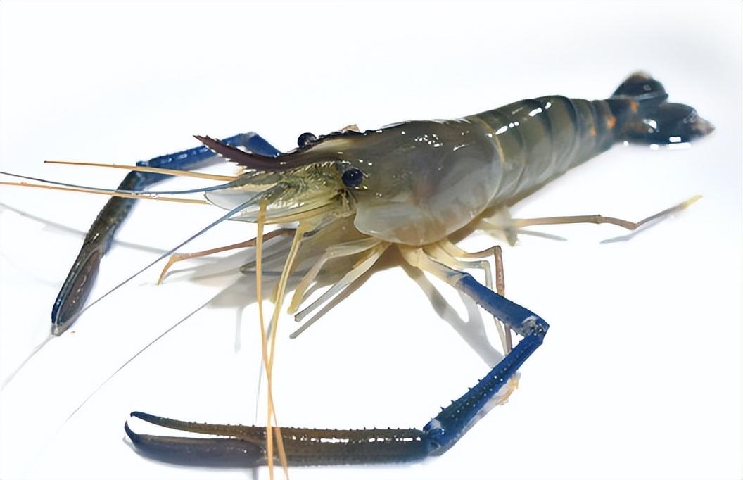 罗氏沼虾(罗氏沼虾的发展现状) - 去钓鱼