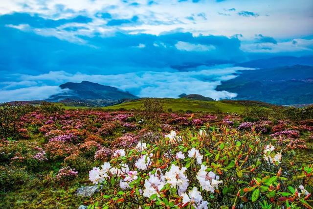 用来比喻爱情的动物，用动物比喻爱情的句子（也该成为四川人的恋爱标配）
