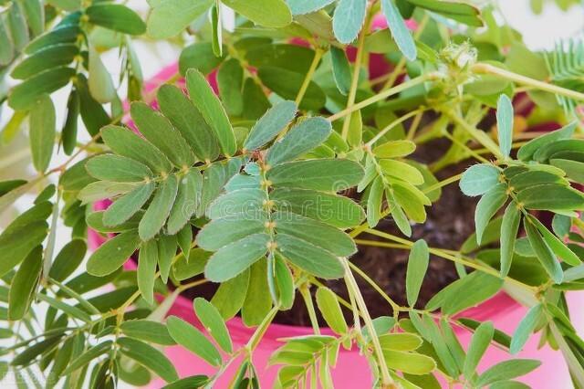 含羞草的秘密，含羞草的秘密阅读短文及答案（我发现了含羞草的秘密）