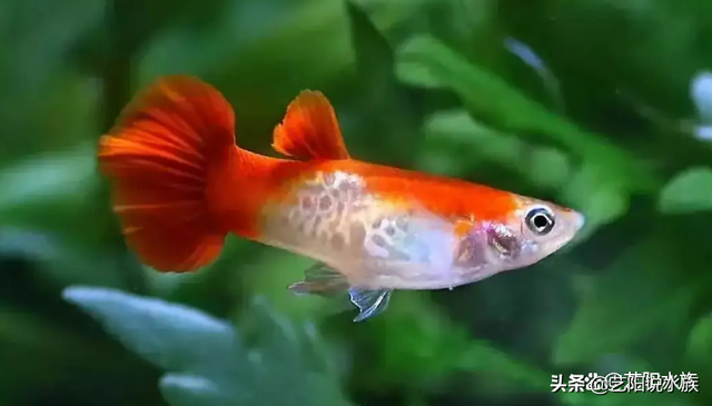 关于鱼的吉祥话，关于鱼的吉祥语（各种观赏鱼寓意着什么你知道吗）