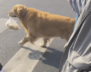 金毛是哪个国家的，十大聪明犬排名（被评为“无攻击性”的3种狗）