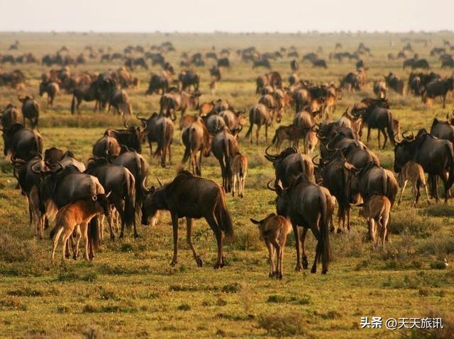 东非动物大迁徙，东非动物大迁徙的路线图（“生命的长征”东非野生动物大迁徙）