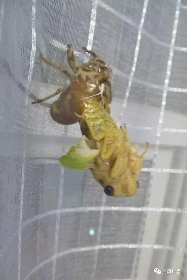 知了吃什么，知了吃什么东西作为食物（知了猴，这样吃，你知道吗）