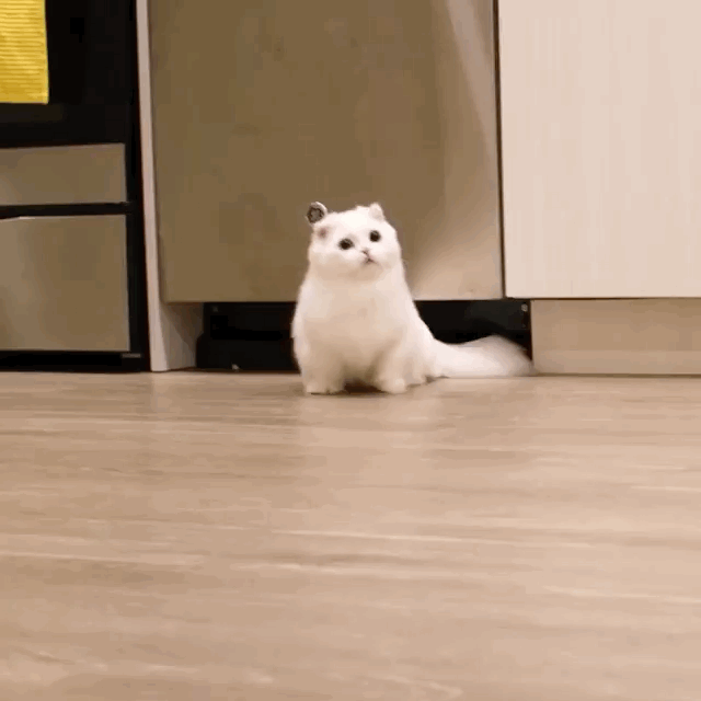 猫尾巴竖起来什么意思，猫的尾巴代表着什么意思（猫咪“尾巴”会说话）