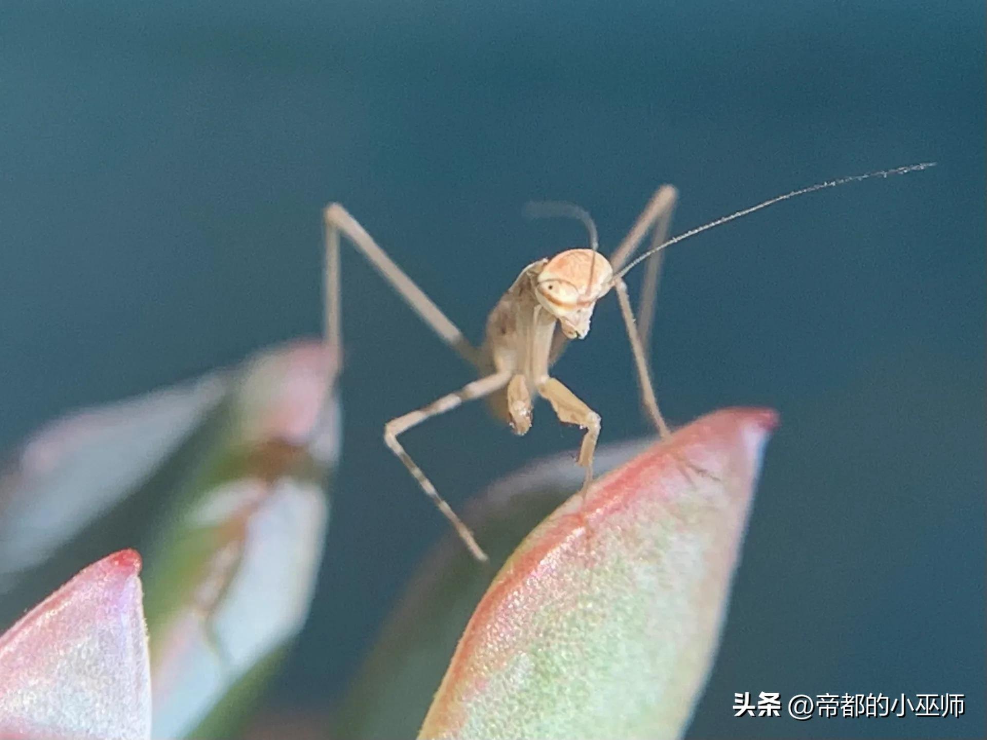 手机外置摄像头，手机外接usb头带摄像头教程（外接百元级的微距镜头效果怎么样）