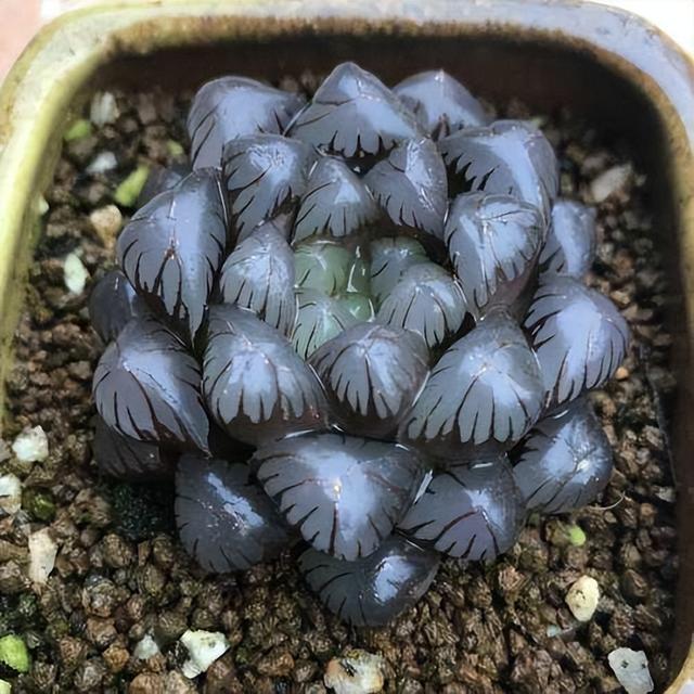 黑肌玉露的养殖和注意事项,黑肌玉露几个品种(那么这"10种普通货")