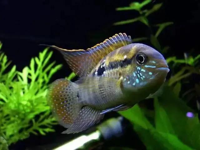 100多种神仙鱼欣赏，鳕鱼图片大全