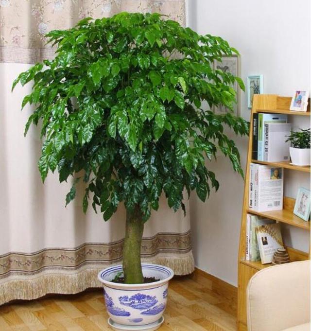 庭院十大吉祥树排名，庭院栽什么树最旺宅（10种吉利树）