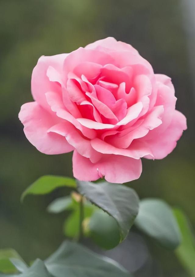 名家散文美句摘抄赏析，名家散文摘抄加批注（朱自清的十条精辟语录）