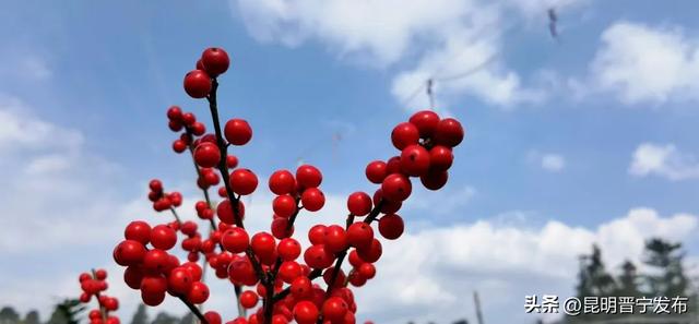 冬青树价格多少钱一棵，冬青树多少钱一棵（单枝卖到30多元）