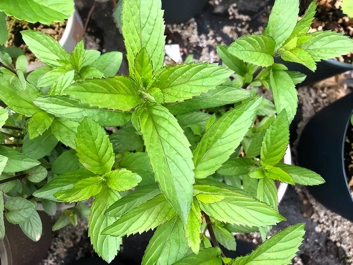 常见的食用薄荷有哪些（薄荷有什么作用）