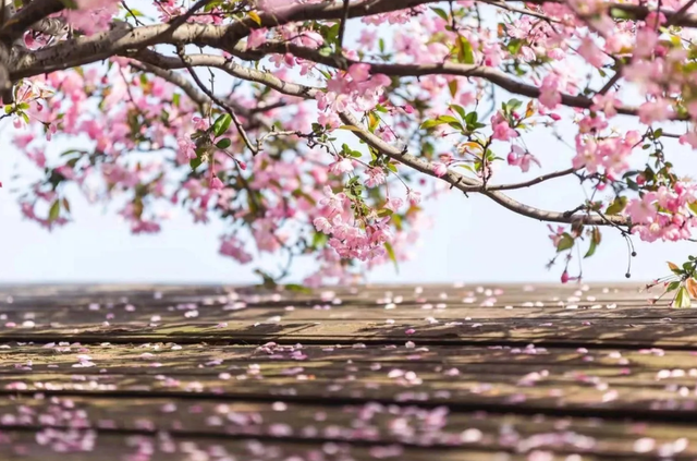 描写樱花的诗句，描写樱花的诗句有哪些（十首落花的诗词）