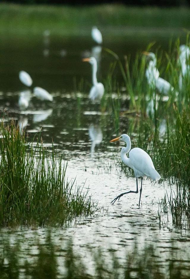 衤字旁的笔顺视频，衣字的笔顺怎么写（白露，露从今夜白，月是故乡明）