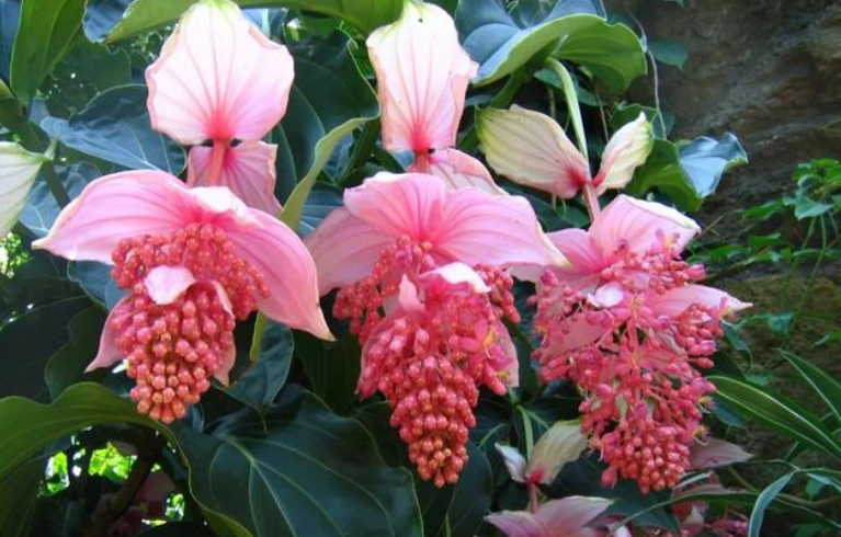 象征高贵的花，清冷而高贵的花（养在家里气质不凡）