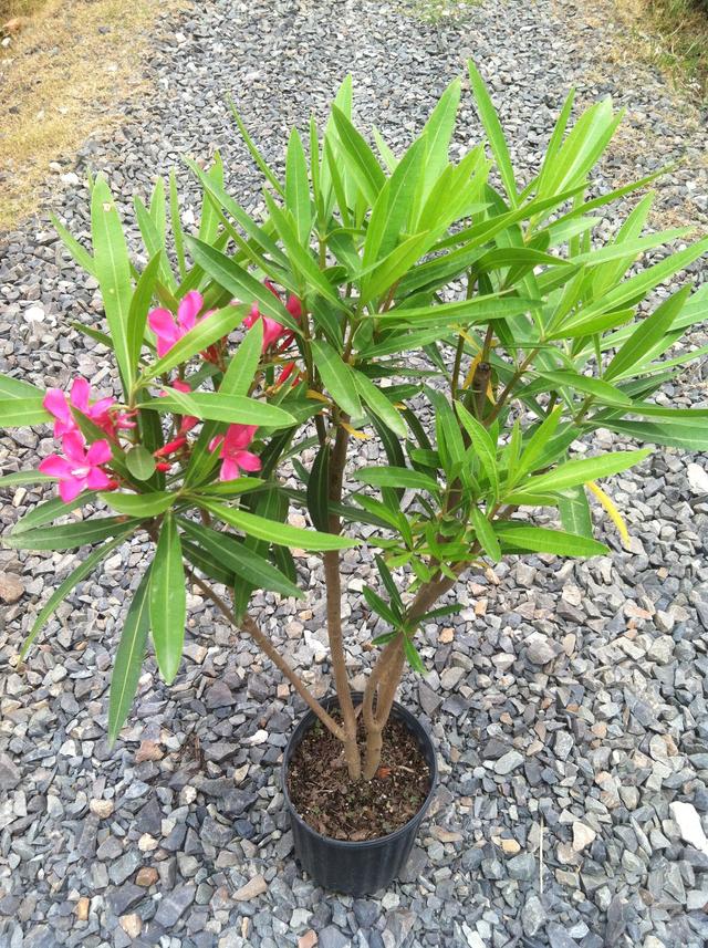 法国香水藤有毒吗，法国香水植物爬藤有毒（很多人家里都养了）