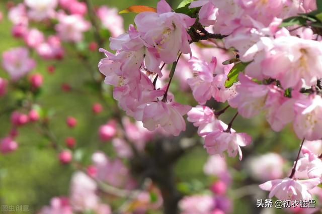 苏轼关于写海棠花的诗，苏轼海棠五首赏析