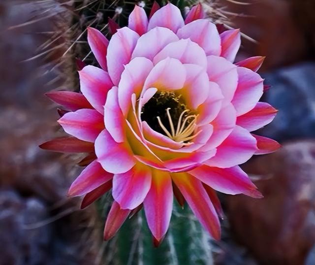 仙人掌不是花，没法让人捧在手心上。，仙人掌有什么品种（花大色艳开满了图片）