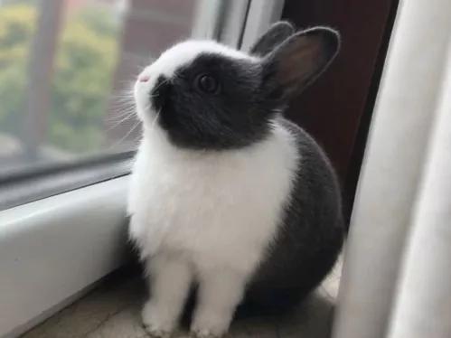 垂耳兔的饲养方法，适合当宠物养的小兔子（垂耳兔该怎么养）