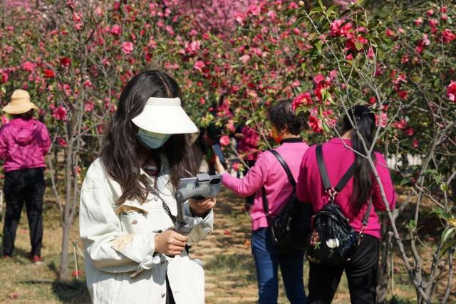 大理市春季赏花去哪里，大理开花季节（春之大理，与茶花“约会”）