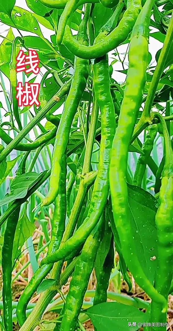 四个季节各有什么水果和蔬菜，四个季节各有什么水果和蔬菜和水果（60张水果蔬菜壁纸美图）