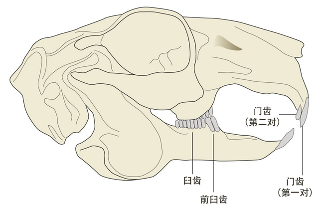 兔子的耳朵有什么作用，实则生存真强者……