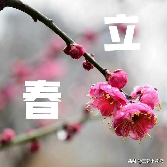 立春是2022的几月几日，2022年立春是几月几号几点几分（2022年数九怎么安排）