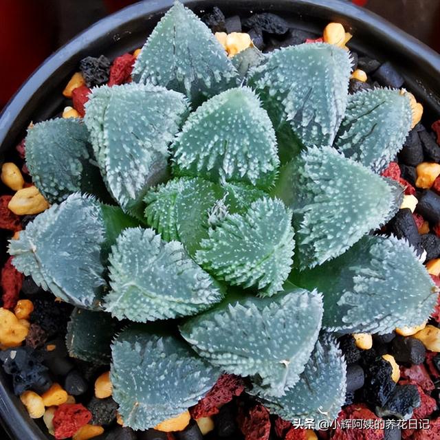 多肉植物福兔耳的养殖和繁殖方法，福兔耳多肉开花（回声、唐印、福兔耳、白帝城、阿尔比芙洛亚）