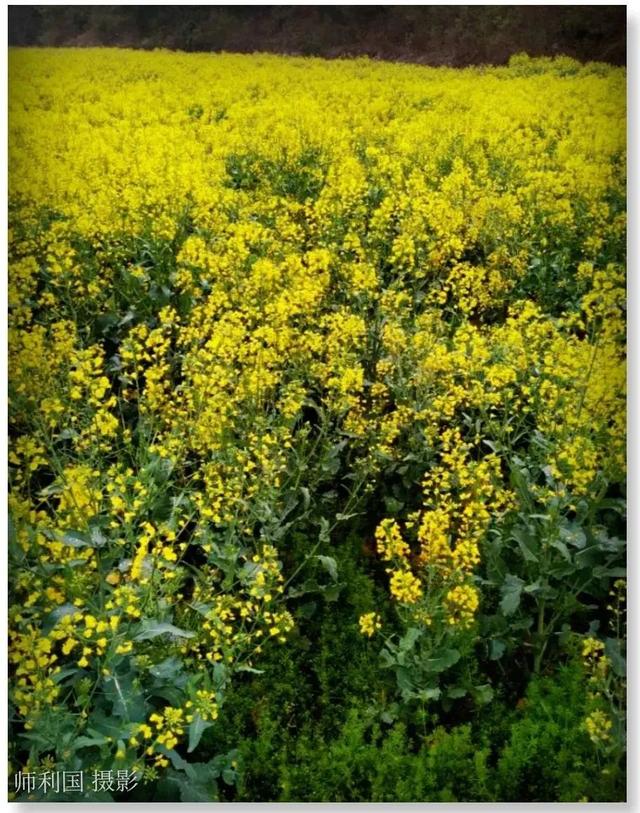 家人幽默群名4个字，家人微信群名称大全霸气搞笑幽默（六个“放牛娃”组建微信群）