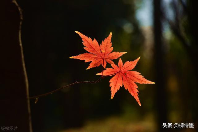 怎么拍照片好看，手机怎么拍照片好看（照片不能“瞎拍”）