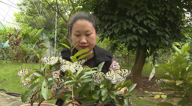蝴蝶的家在哪里，蝴蝶的家在哪里呀正确答案（“元江籍”蝴蝶在这里繁育）